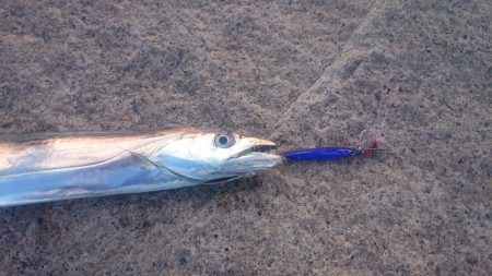 昼間のタチウオ